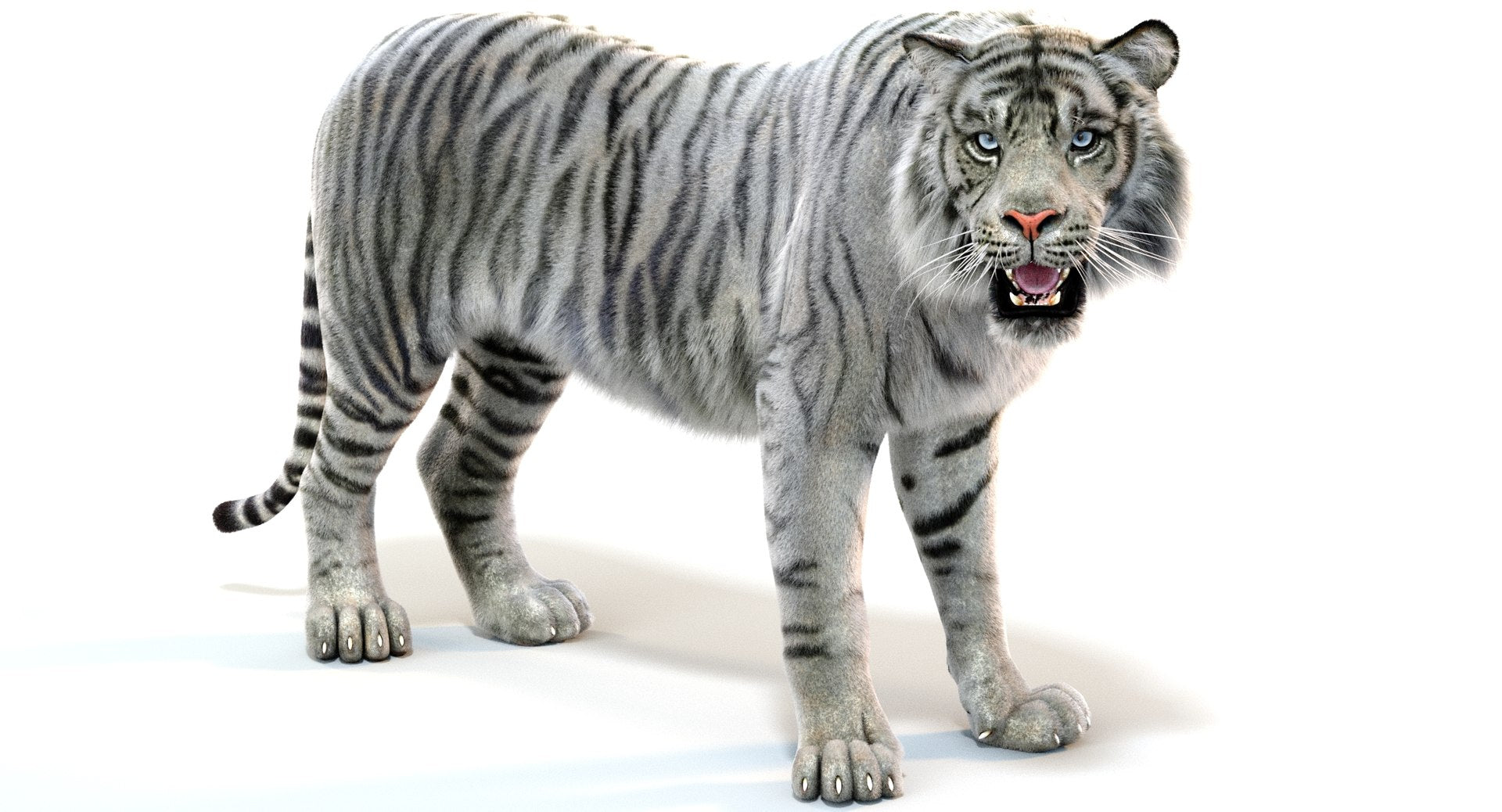 Rigged White Sumatran Tiger 3D Model with Fur