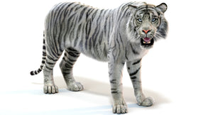 Rigged White Sumatran Tiger 3D Model with Fur Thumbnail