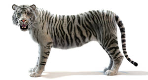 Realistic White Sumatran Tiger 3D Model with Fur Thumbnail