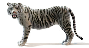 Realistic White Sumatran Tiger 3D Model with Fur Thumbnail