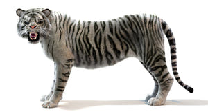 Rigged White Sumatran Tiger 3D Model with Fur Thumbnail