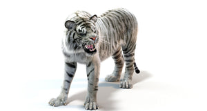 Rigged White Sumatran Tiger 3D Model with Fur Thumbnail