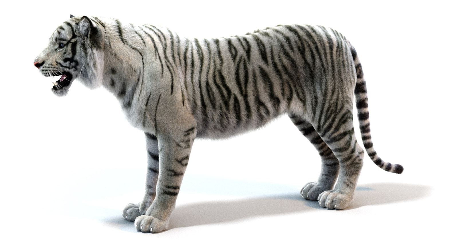 White Sumatran Tiger 3D Model Rigged Fur
