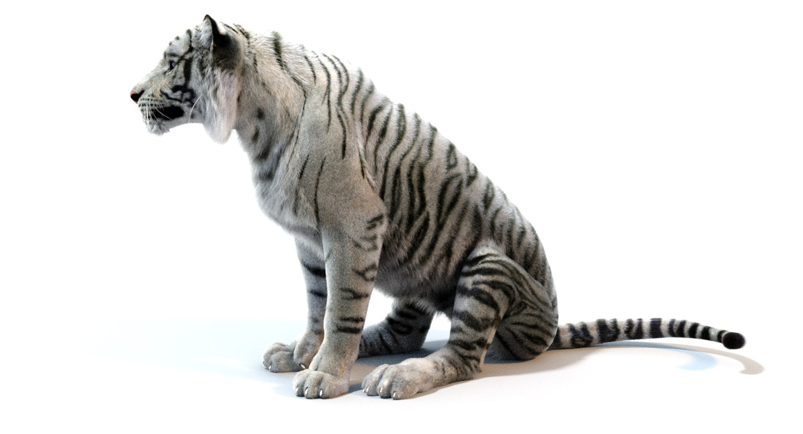 White Sumatran Tiger 3D Model Rigged Fur