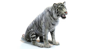 White Sumatran Tiger 3D Model Rigged Fur Thumbnail