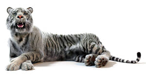 White Sumatran Tiger 3D Model Rigged Fur Thumbnail