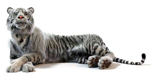 Rigged White Sumatran Tiger 3D Model - Hair and Fur Thumbnail