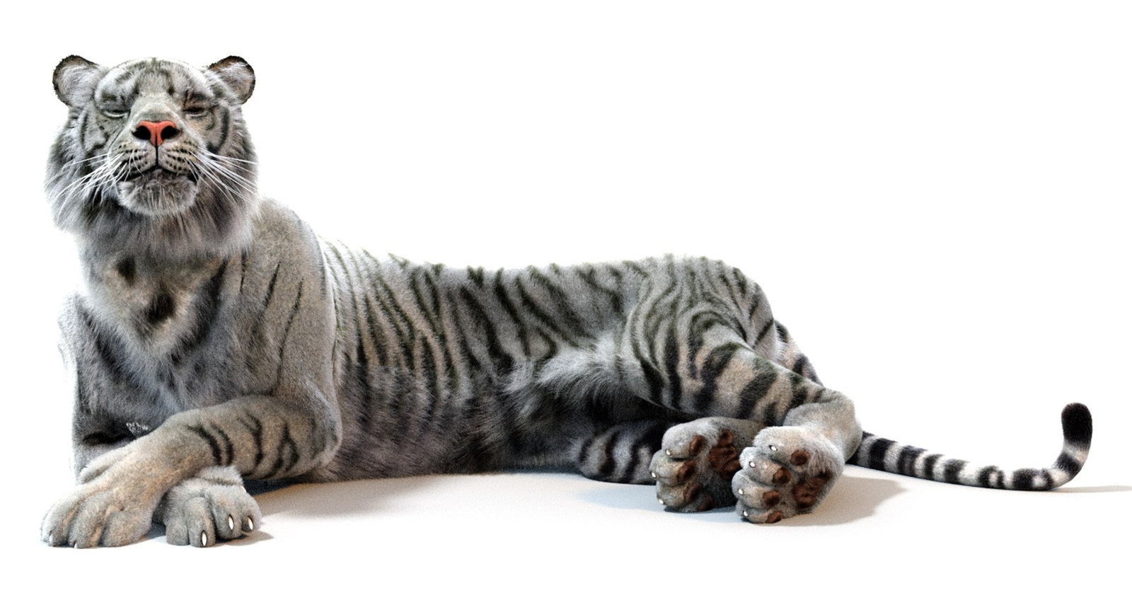 White Sumatran Tiger 3D Model Rigged Fur