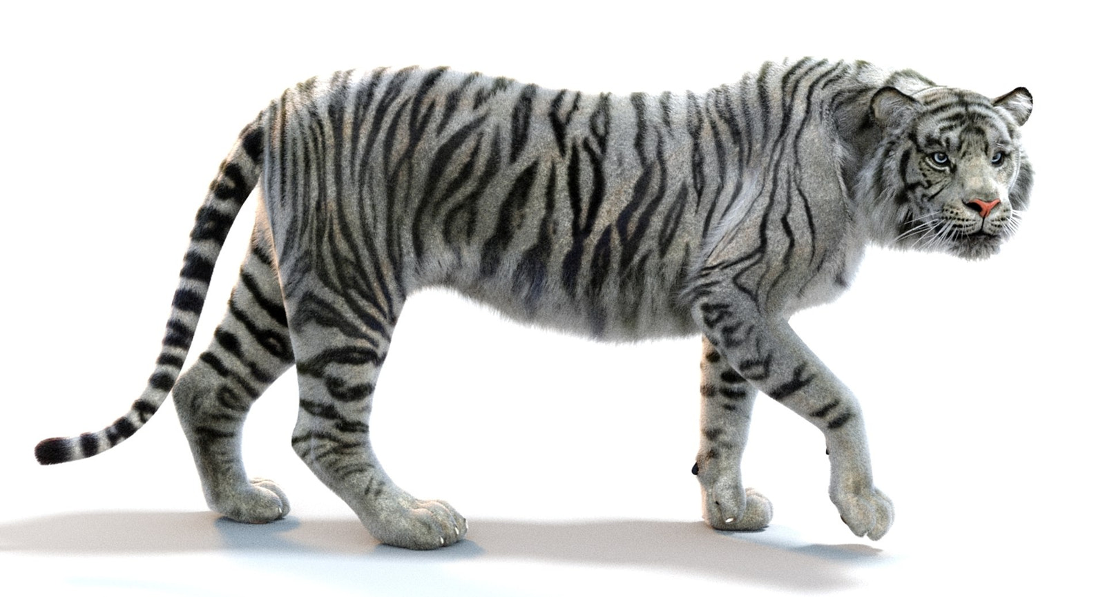 White Sumatran Tiger 3D Model Rigged Fur