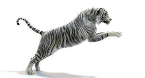 White Sumatran Tiger 3D Model Rigged Fur Thumbnail