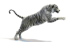 Rigged White Sumatran Tiger 3D Model - Hair and Fur Thumbnail