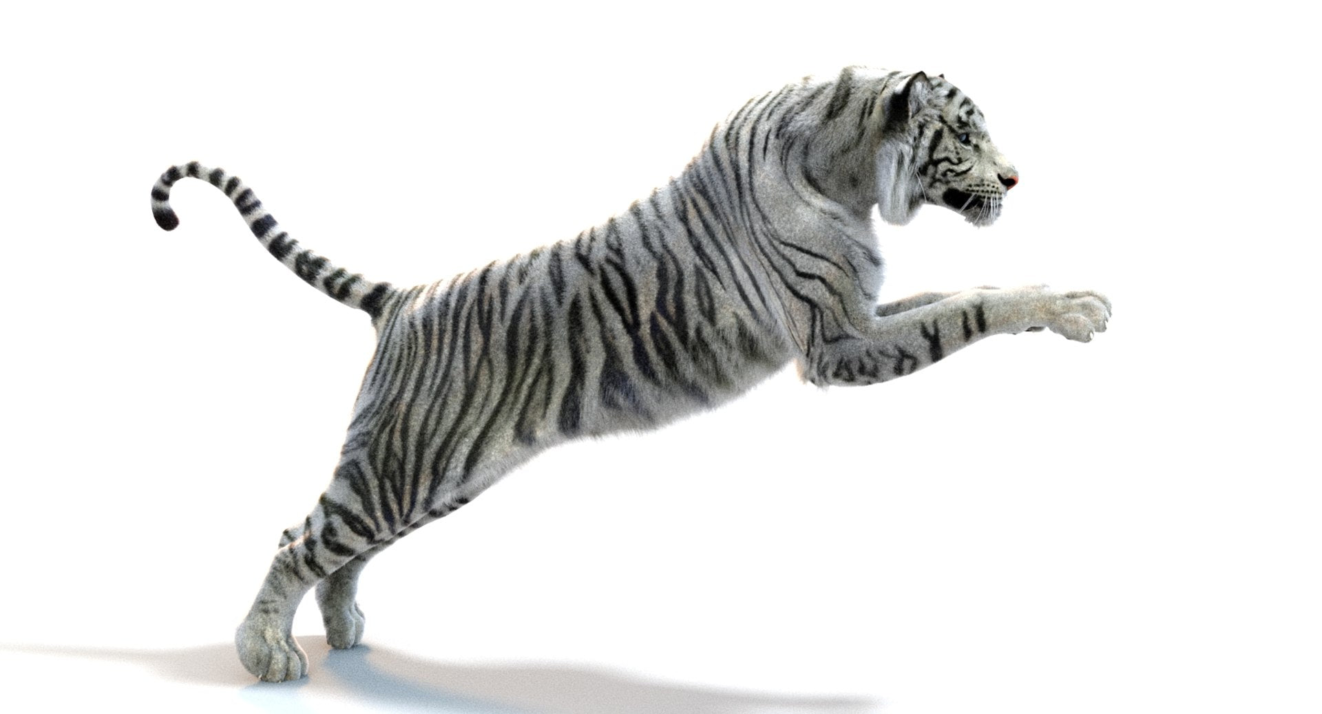 White Sumatran Tiger 3D Model Rigged Fur