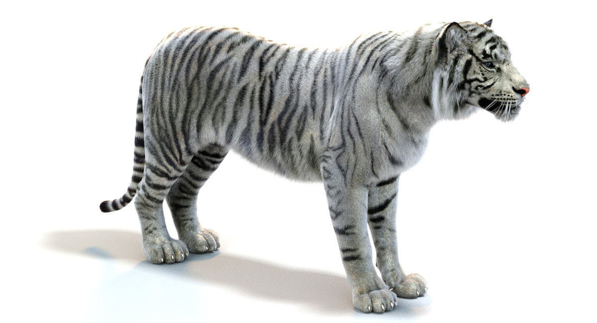 Rigged White Sumatran Tiger 3D Model - Hair and Fur