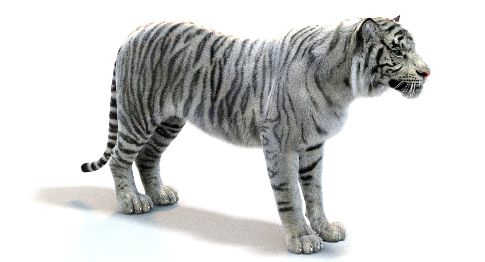 White Sumatran Tiger 3D Model Rigged Fur