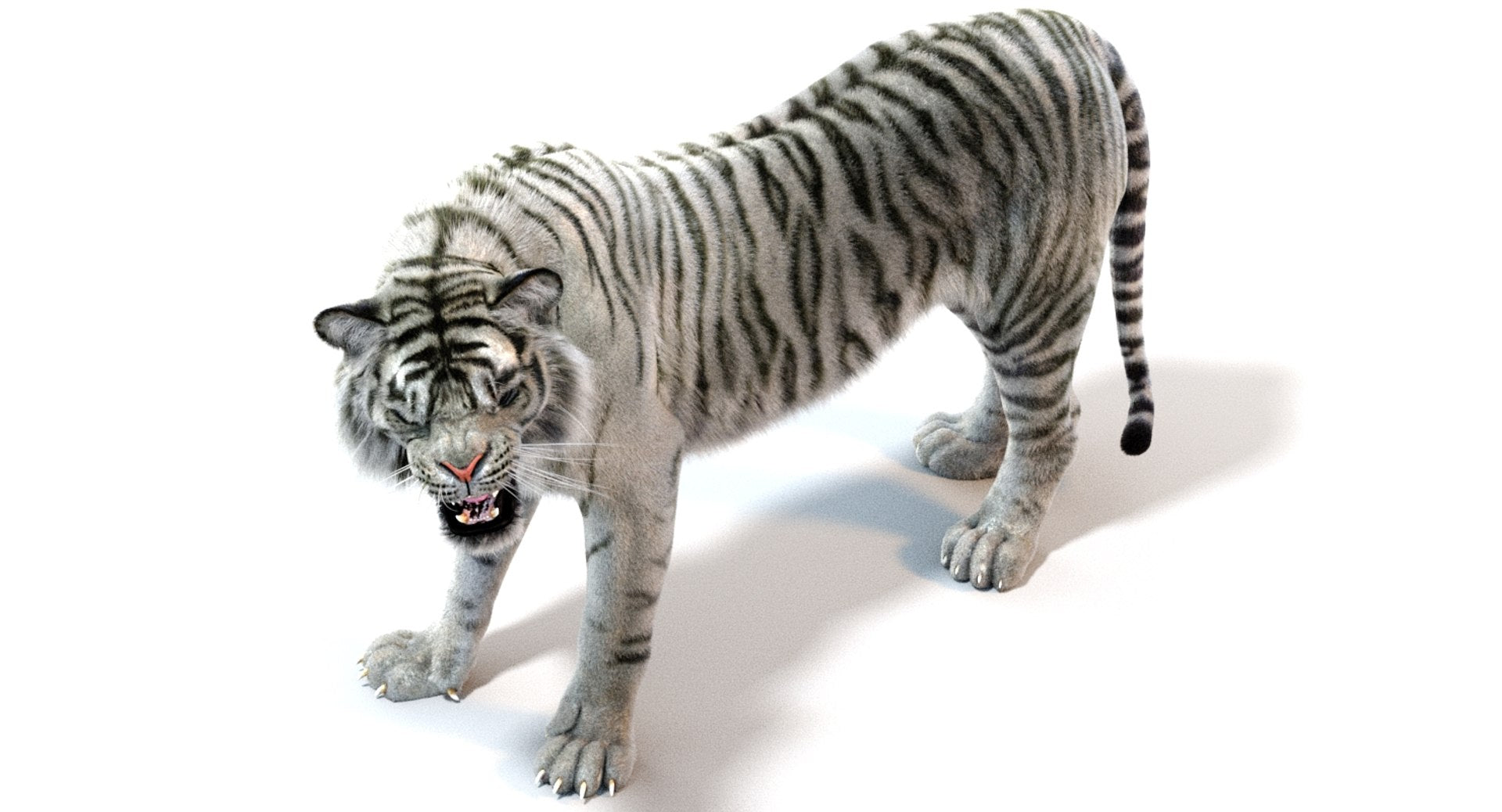 White Sumatran Tiger 3D Model Rigged Fur