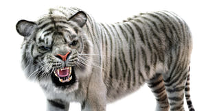 Rigged White Sumatran Tiger 3D Model - Hair and Fur Thumbnail