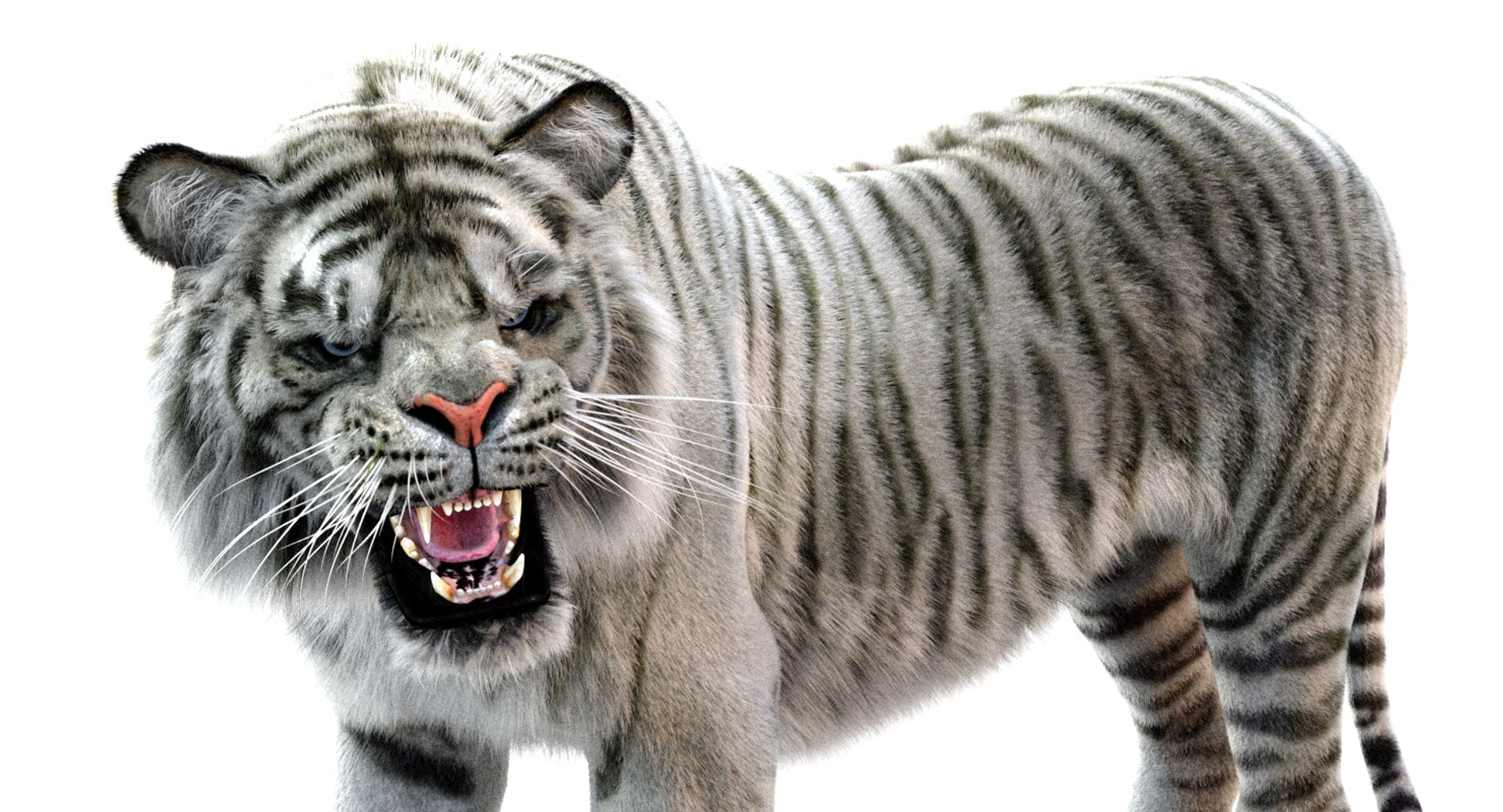 White Sumatran Tiger 3D Model Rigged Fur