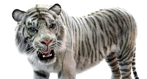 White Sumatran Tiger 3D Model Rigged Fur Thumbnail