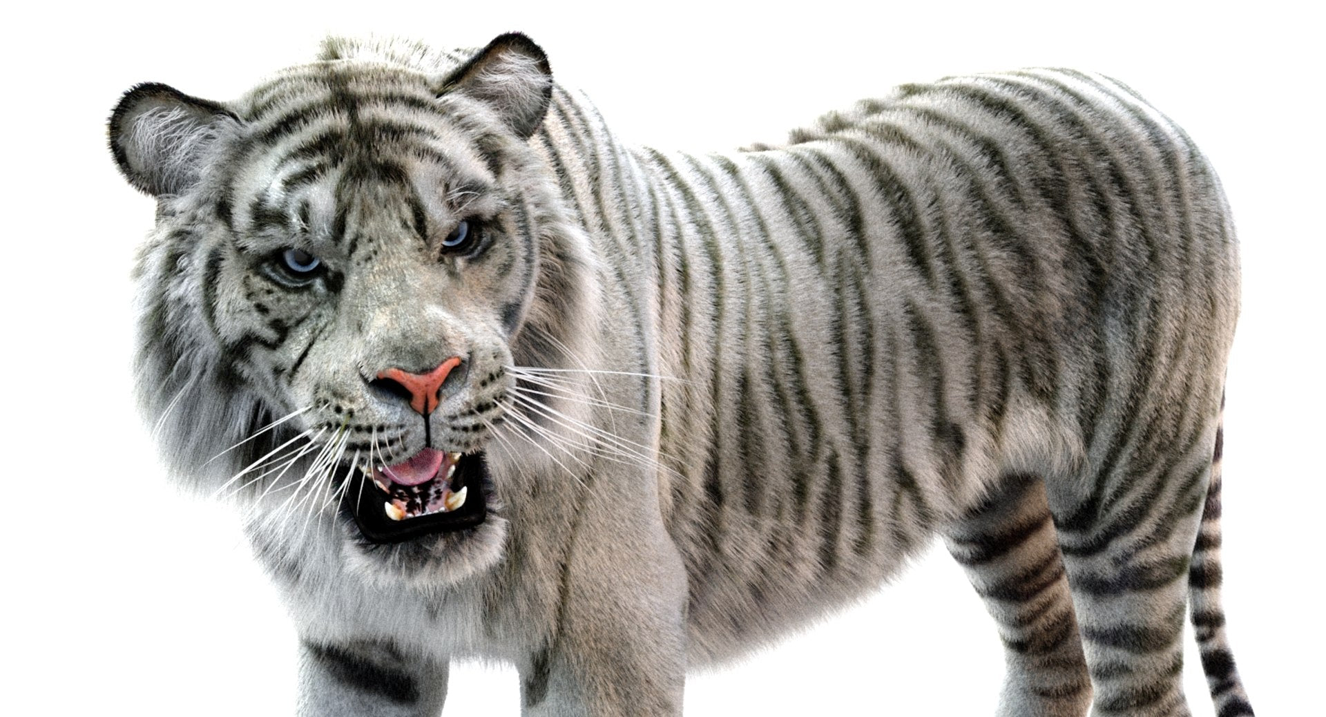 White Sumatran Tiger 3D Model Rigged Fur