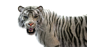 Rigged White Sumatran Tiger 3D Model - Hair and Fur Thumbnail