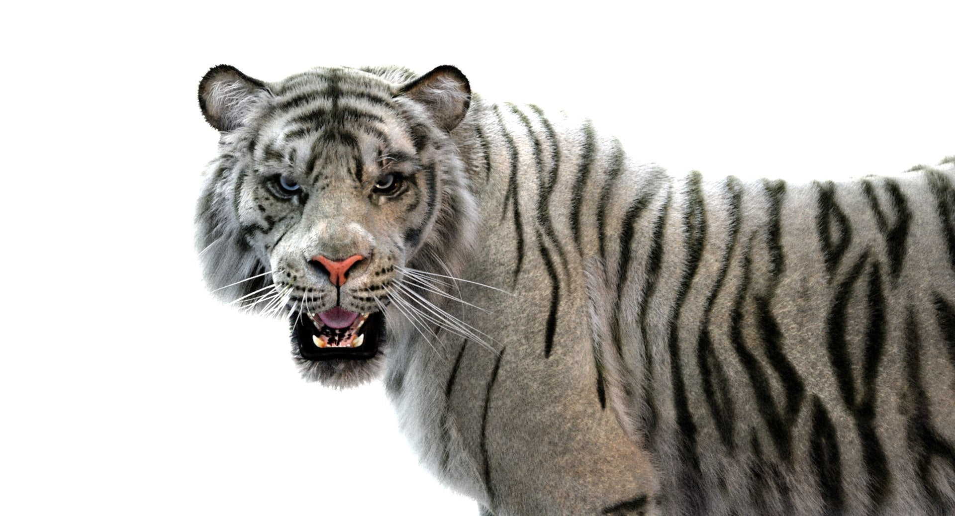 White Sumatran Tiger 3D Model Rigged Fur