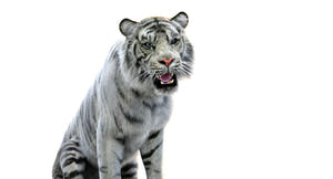 Rigged White Sumatran Tiger 3D Model - Hair and Fur Thumbnail