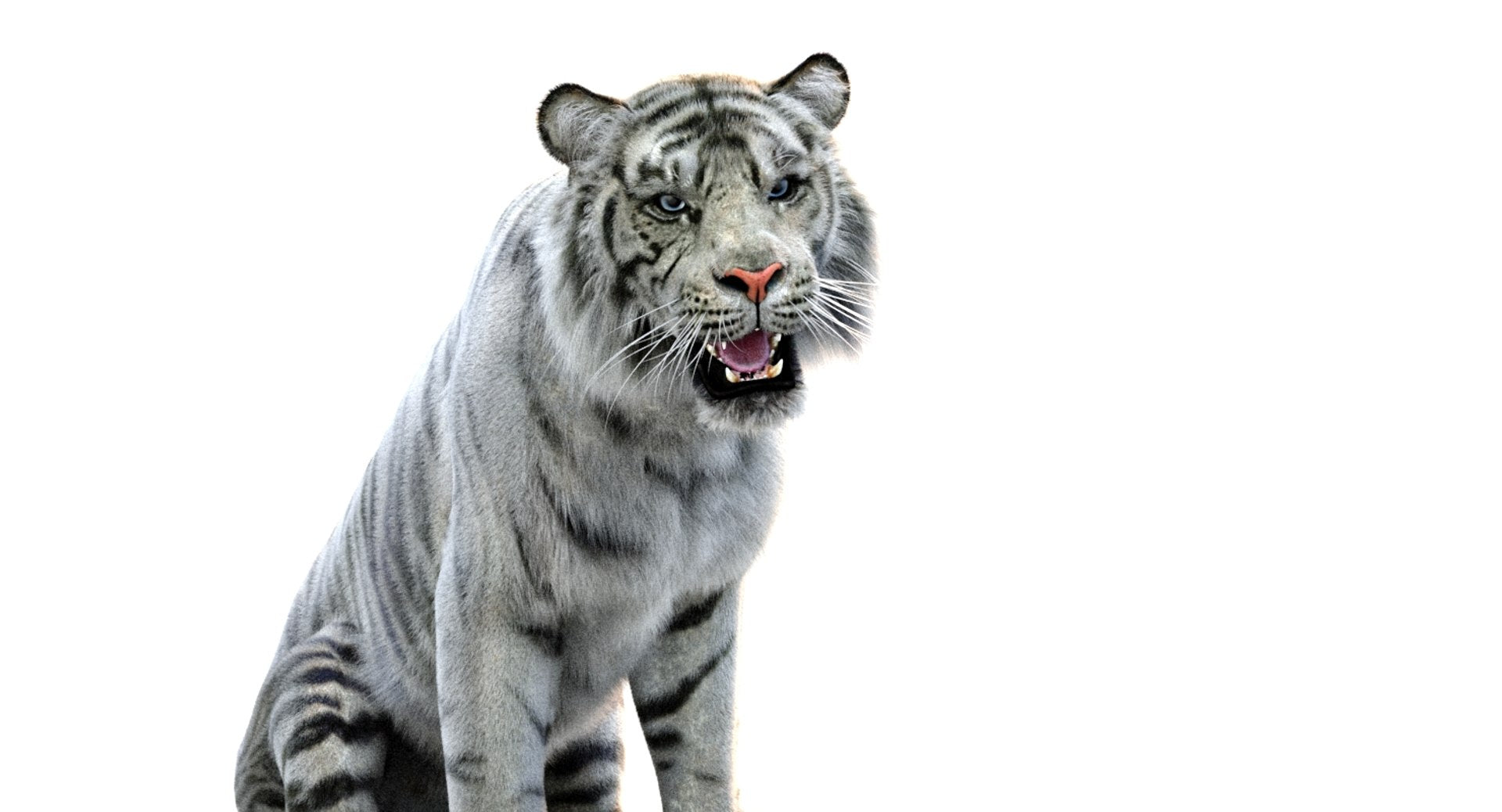 White Sumatran Tiger 3D Model Rigged Fur