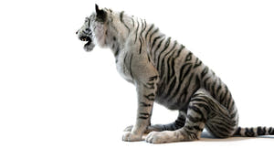 Rigged White Sumatran Tiger 3D Model - Hair and Fur Thumbnail