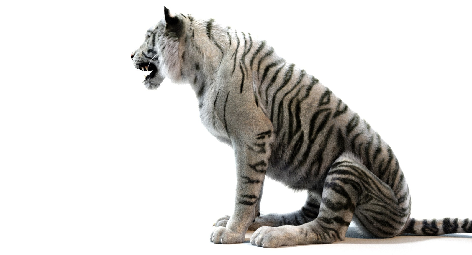 White Sumatran Tiger 3D Model Rigged Fur