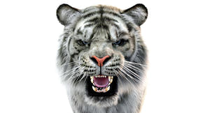 Rigged White Sumatran Tiger 3D Model - Hair and Fur Thumbnail
