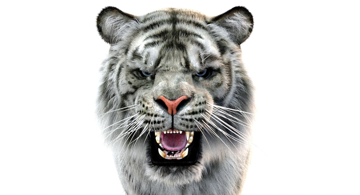 Rigged White Sumatran Tiger 3D Model - Hair and Fur