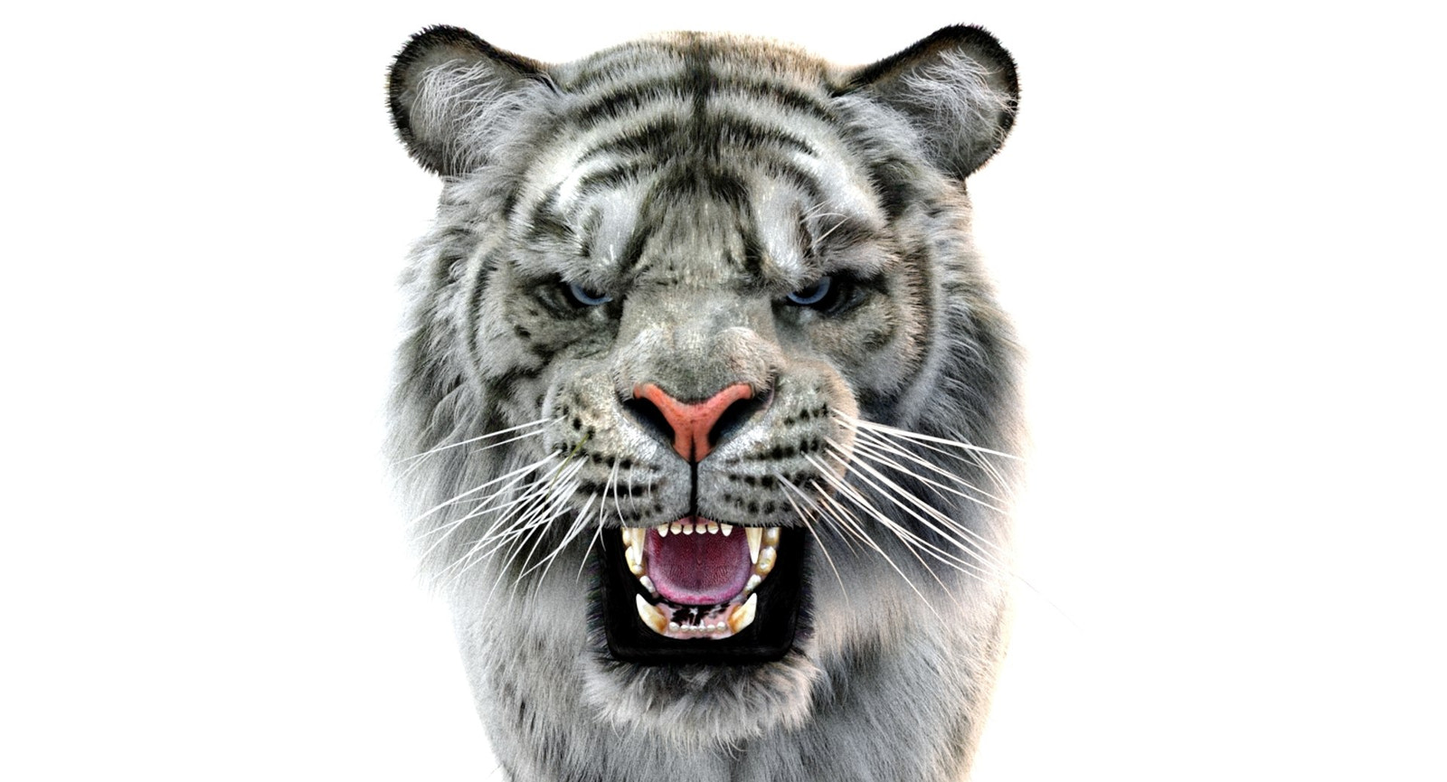 White Sumatran Tiger 3D Model Rigged Fur
