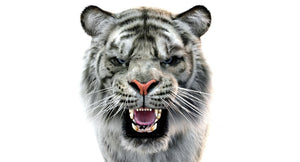 White Sumatran Tiger 3D Model Rigged Fur Thumbnail