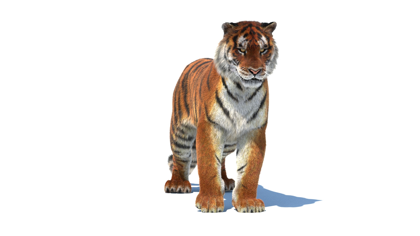 Rigged Siberian Tiger 3D Model - Hair and Fur - 360 Degree View