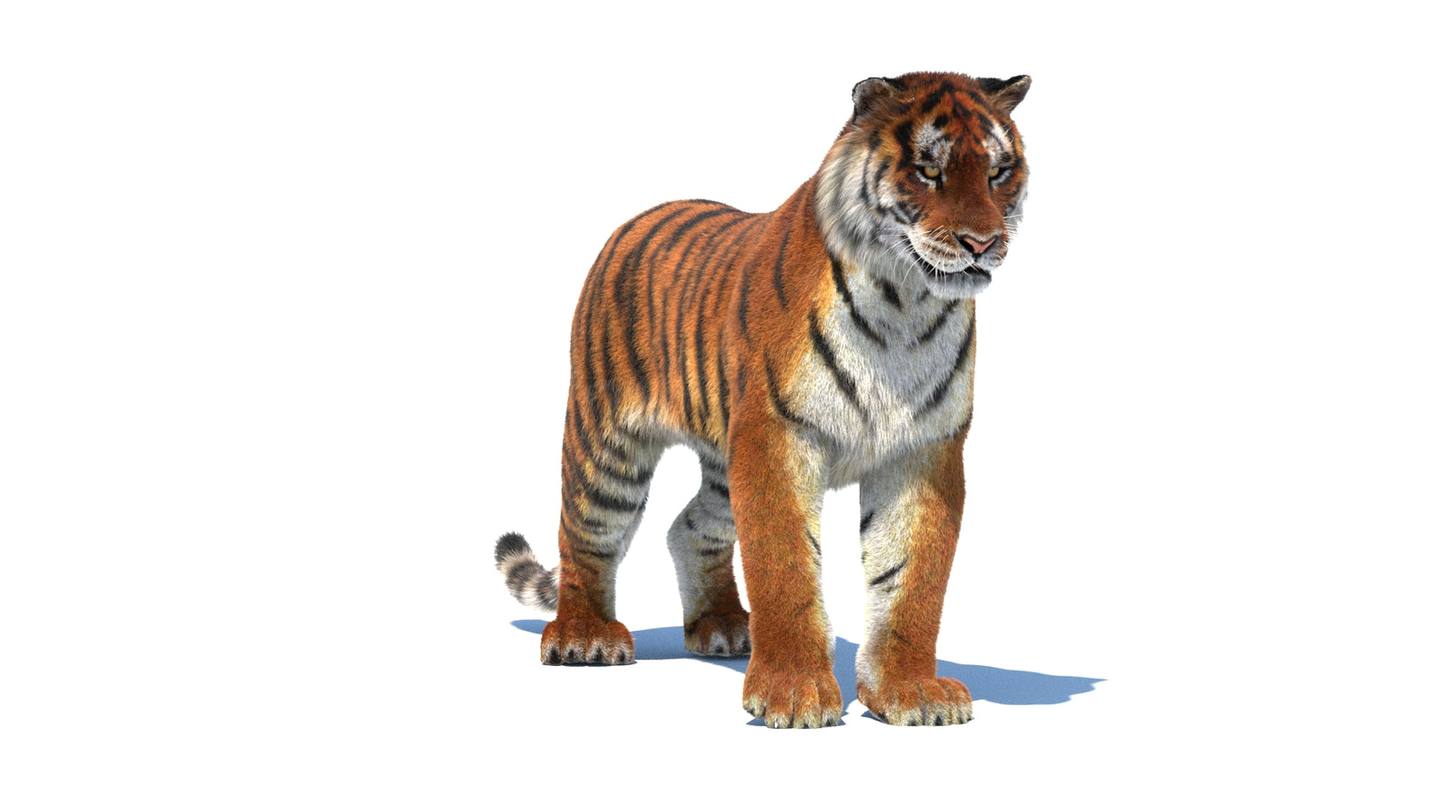 Rigged Tiger 3D Model Fur 360° view 1 frame 2