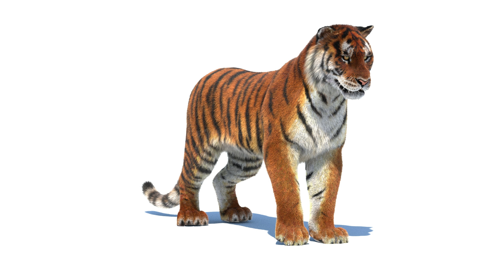 Rigged Tiger 3D Model Fur 360° view 1 frame 3