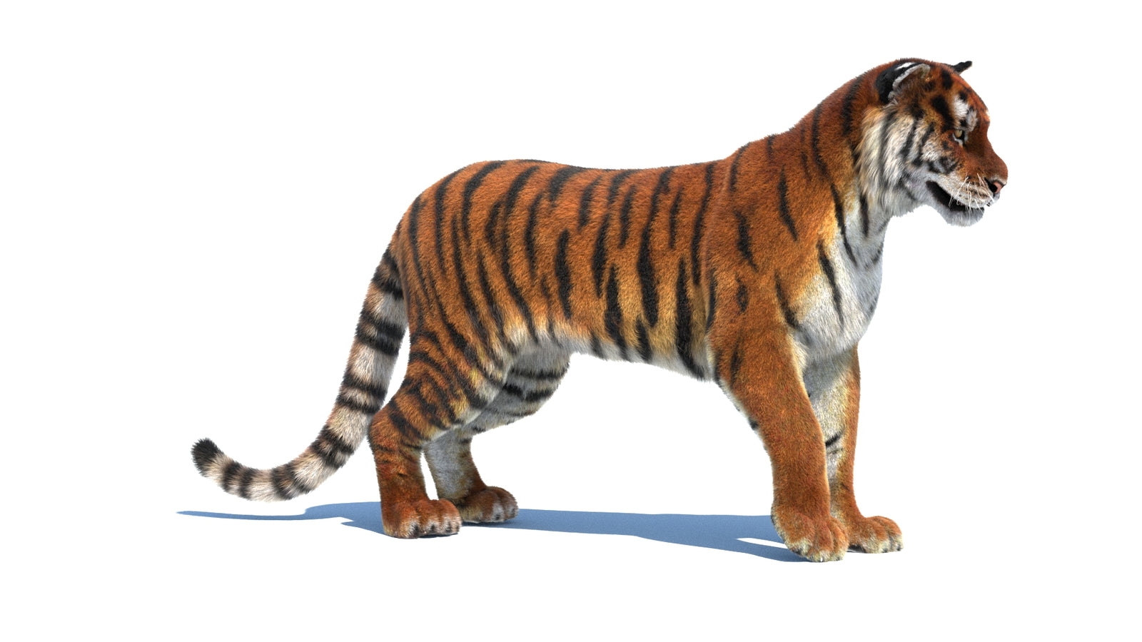 Rigged Tiger 3D Model Fur 360° view 1 frame 6