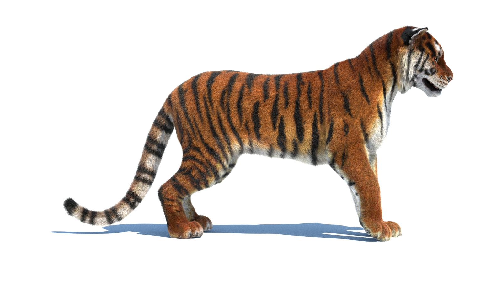 Rigged Tiger 3D Model Fur 360° view 1 frame 8