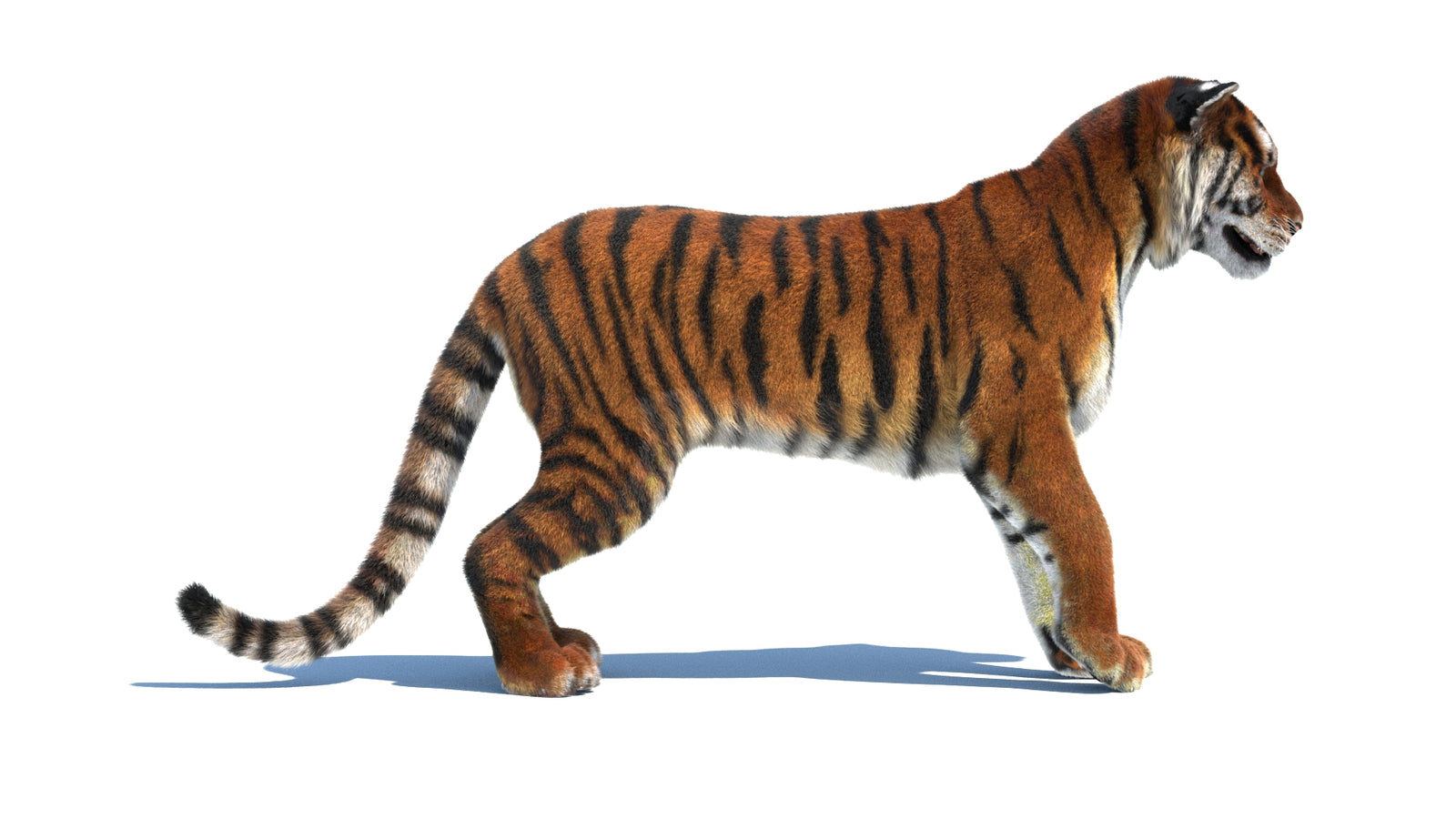 Rigged Tiger 3D Model Fur 360° view 1 frame 9
