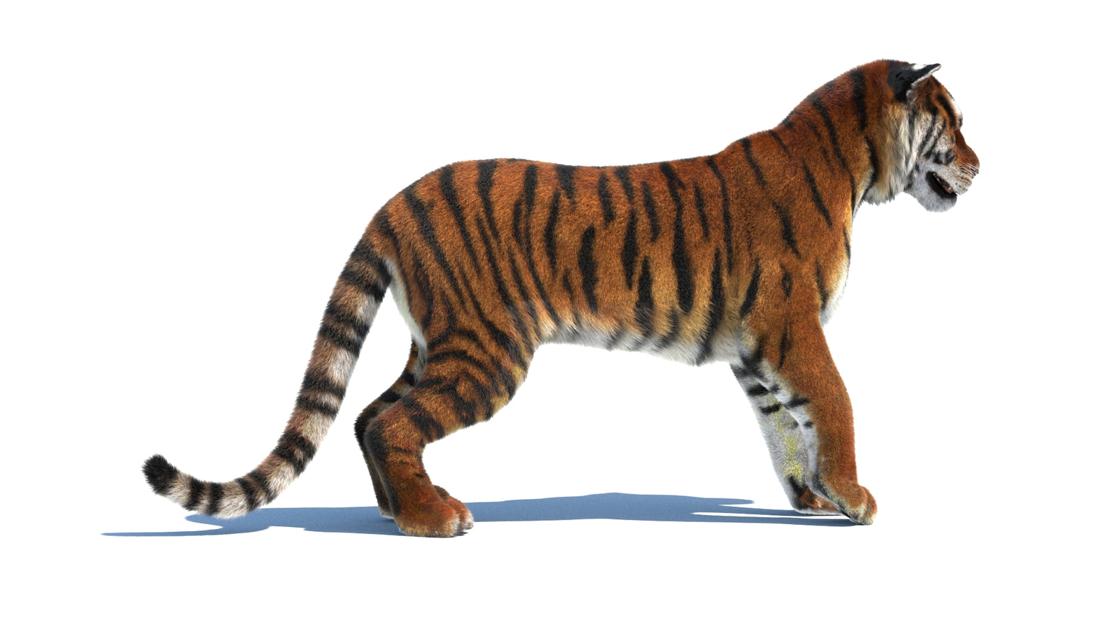 Rigged Tiger 3D Model Fur 360° view 1 frame 10
