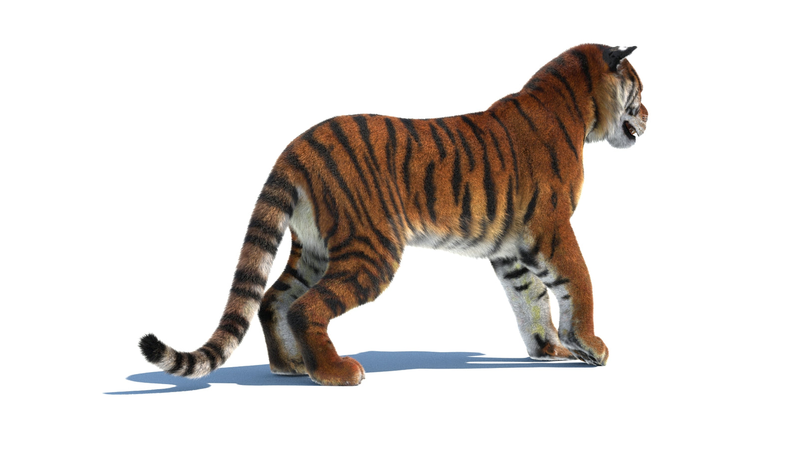 Rigged Tiger 3D Model Fur 360° view 1 frame 12