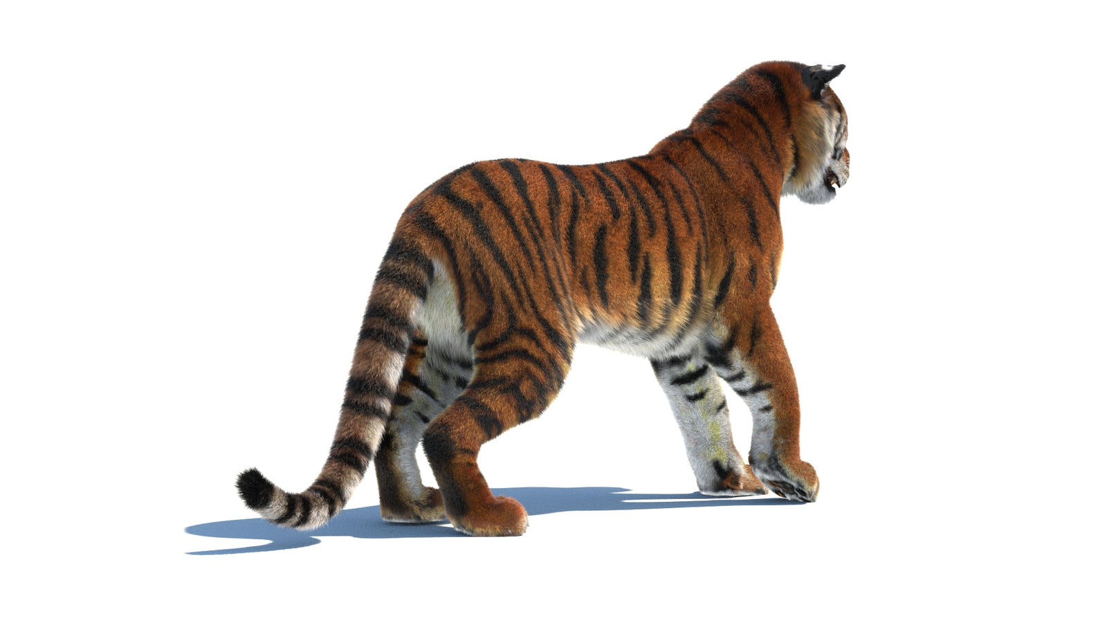 Rigged Tiger 3D Model Fur 360° view 1 frame 13