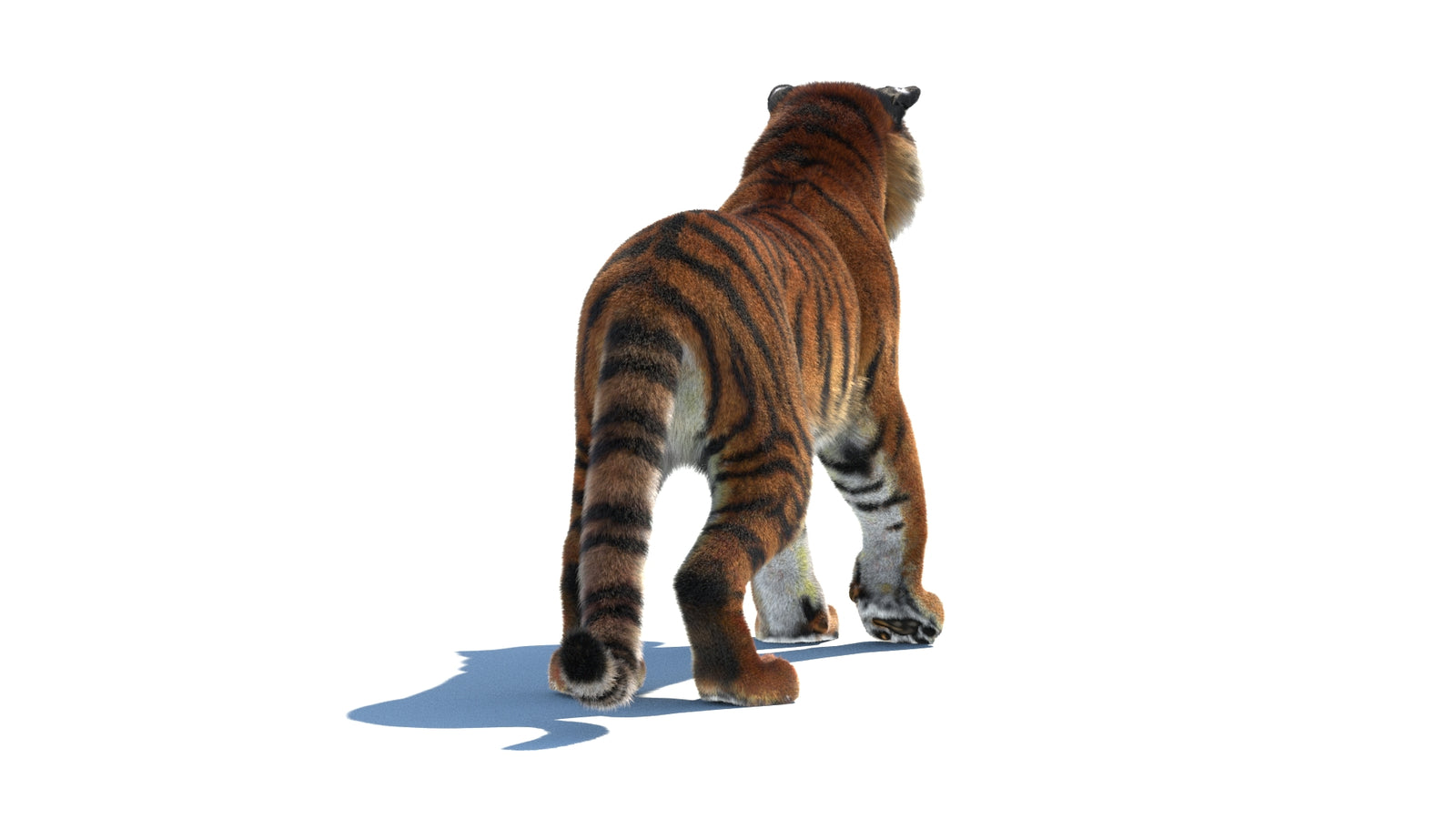 Rigged Tiger 3D Model Fur 360° view 1 frame 16