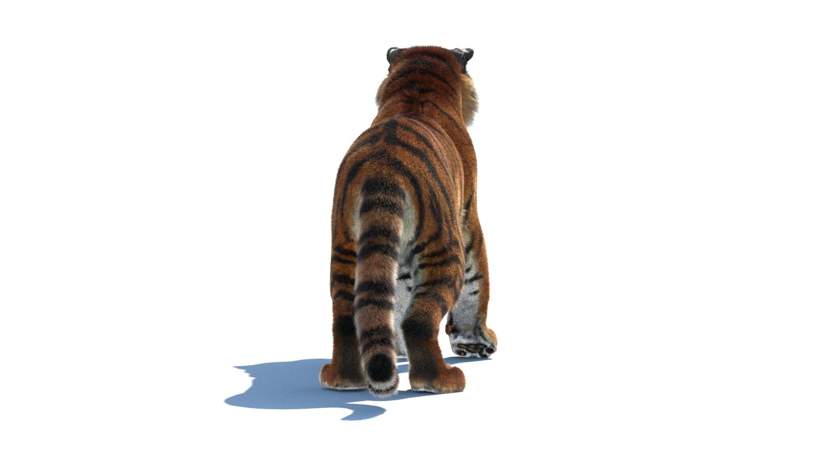 Rigged Tiger 3D Model Fur 360° view 1 frame 17