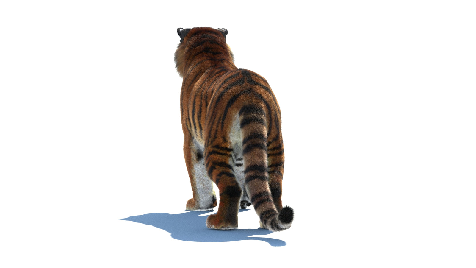 Rigged Tiger 3D Model Fur 360° view 1 frame 19