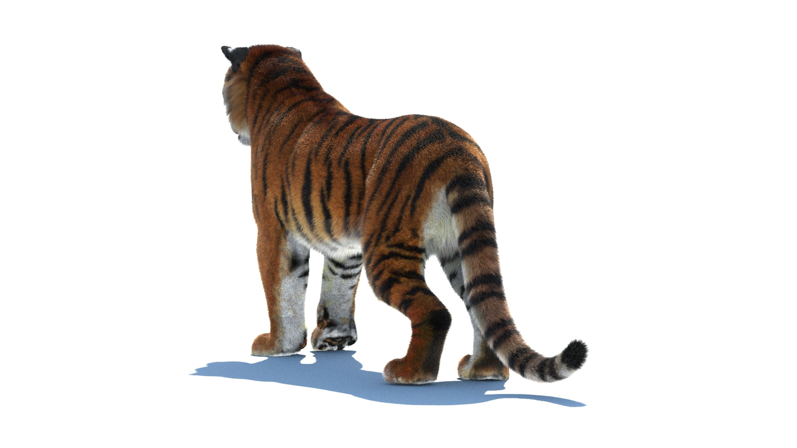 Rigged Tiger 3D Model Fur 360° view 1 frame 21