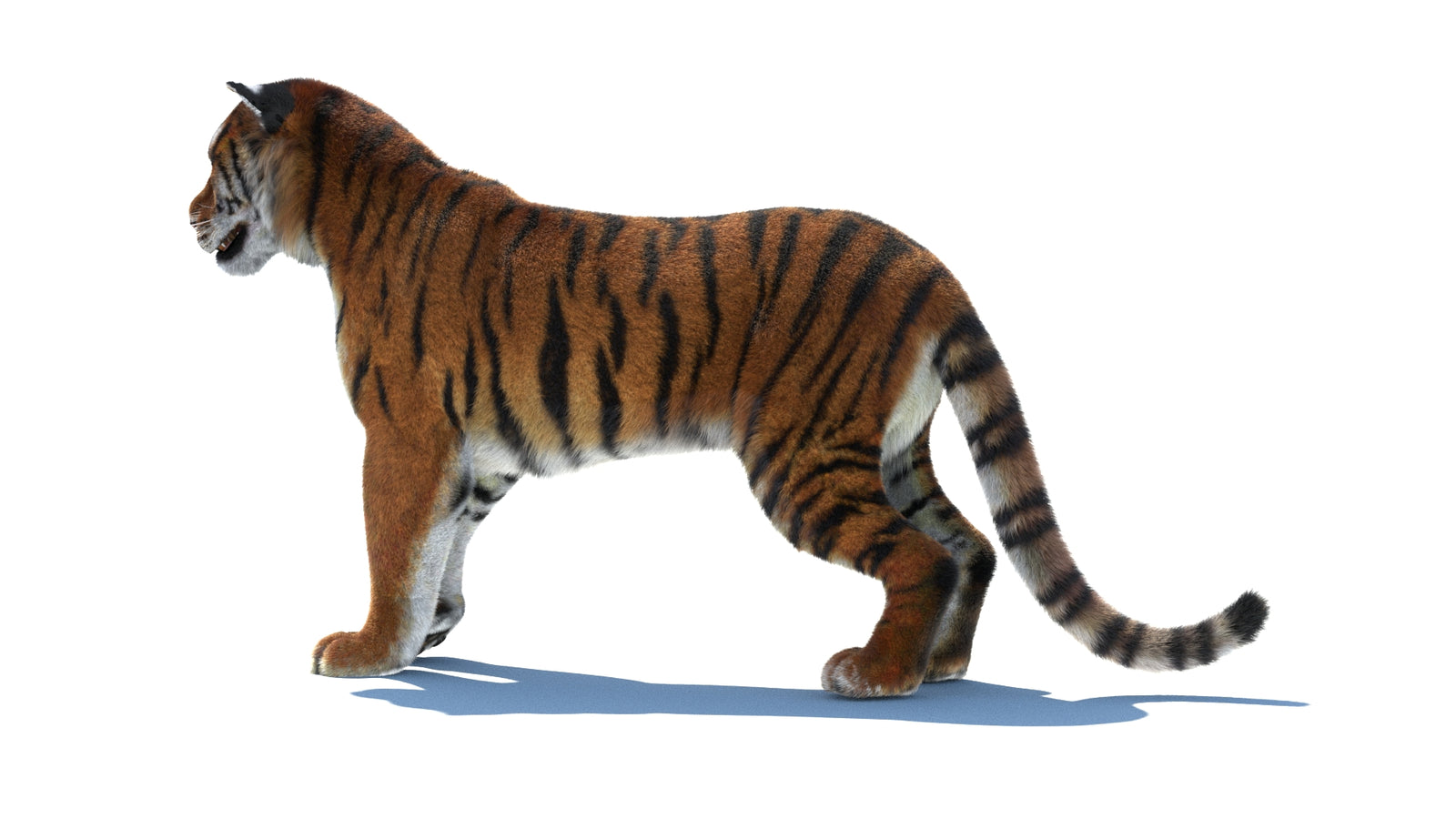 Rigged Tiger 3D Model Fur 360° view 1 frame 25