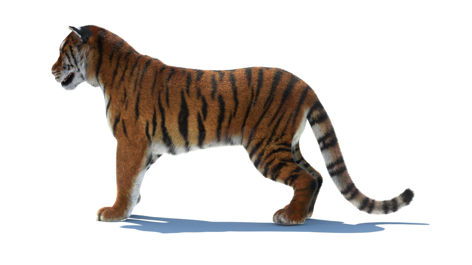 Rigged Tiger 3D Model Fur 360° view 1 frame 26
