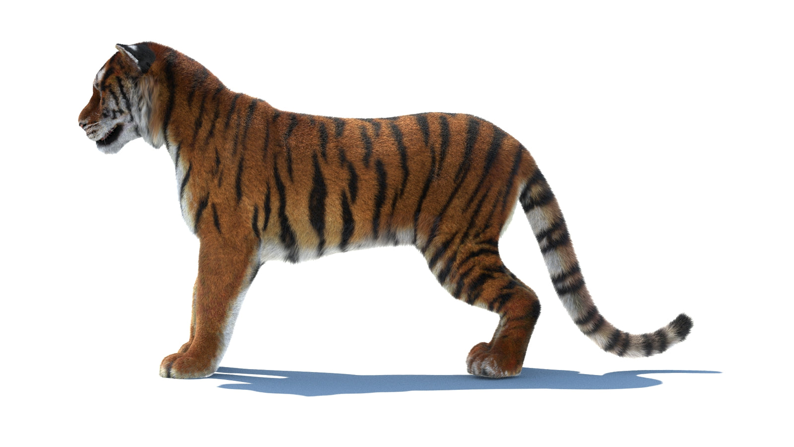 Rigged Tiger 3D Model Fur 360° view 1 frame 27