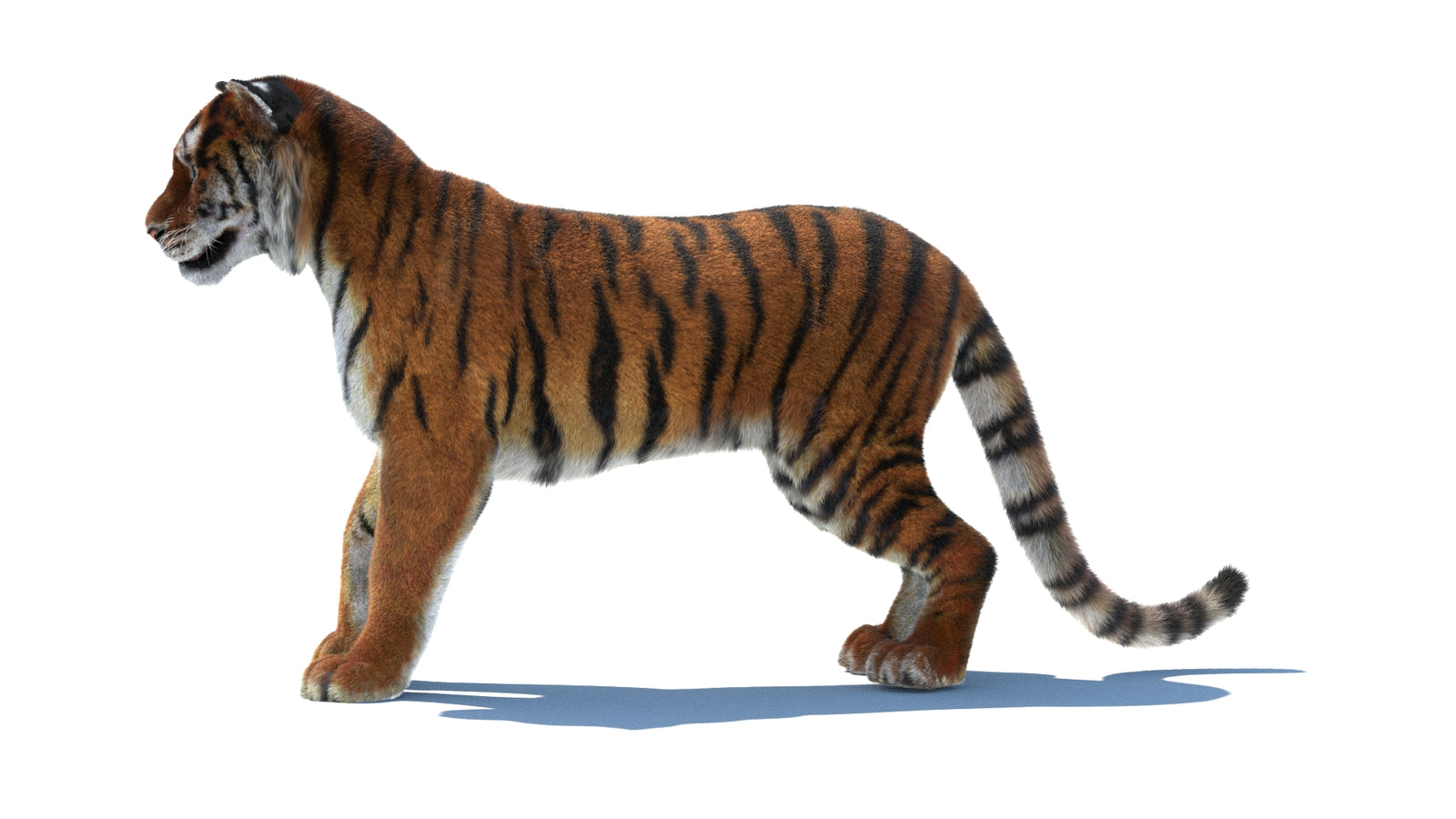 Rigged Tiger 3D Model Fur 360° view 1 frame 28